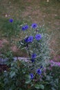 Centaurea cyanus \'Blauer Junge\' flowers bloom in the garden. Berlin, Germany