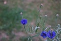 Centaurea cyanus \'Blauer Junge\' flowers bloom in the garden. Berlin, Germany