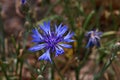 Centaurea cyanus. A beautiful blue flower of Spain. Royalty Free Stock Photo