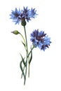 Centaurea cyanus, commonly known as cornflower or bachelor`s button. flower. Antique hand drawn field flowers illustration. Vintag