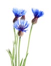 Centaurea cyanus, commonly known as cornflower or bachelor`s button. Flowers isolated on white background