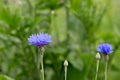 Centaurea cyanus, cornflower, bachelor`s button blue flowers Royalty Free Stock Photo