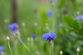 Centaurea cyanus, cornflower, bachelor`s button blue flowers Royalty Free Stock Photo