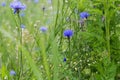 Centaurea cyanus, cornflower, bachelor`s button blue flowers Royalty Free Stock Photo