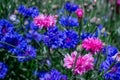 Centaurea cyanus cornflowers beautiful blue flowers Royalty Free Stock Photo