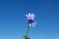 Centaurea cyanus in nature Royalty Free Stock Photo