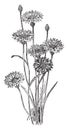 Centaurea Cyanus vintage illustration