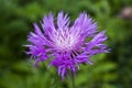 Centaurea dealbata