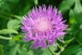 Centaurea dealbata flower close-up Royalty Free Stock Photo