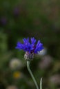 Centaurea depressa or Cyanus depressus.