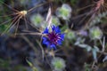 Centaurea depressa or Cyanus depressus.