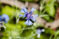 Centaurea. centaurea flower closeup. nature macro photography. beautiful blue flower. summer garden