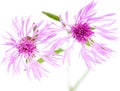 Centaurea flowers isolated on white background