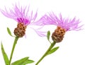 Centaurea flowers isolated on white background