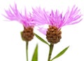 Centaurea flowers isolated on white background