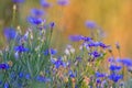Centaurea flowers at sunset Royalty Free Stock Photo