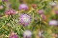 Centaurea iberica, the Iberian knapweed or Iberian star-thistle Royalty Free Stock Photo