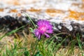 Centaurea jacea blooms on meadow among green grasss Royalty Free Stock Photo