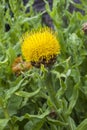 Centaurea macrocephala