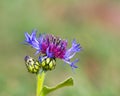 Centaurea montana