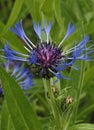 Centaurea montana plant