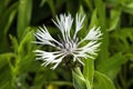 Centaurea montana `Alaba`