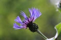 Single purple blue Mountain Cornflower, Centaurea montana or Montane Knapweed, Bachelors Button, side view closeup