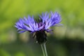 Single purple blue Mountain Cornflower, Centaurea montana or Montane Knapweed, Bachelors Button, side view closeup