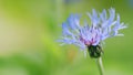 Centaurea montana, knapweed bluet flowering plant also called bachelors button. Slow motion. Royalty Free Stock Photo