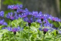 Centaurea montana mountain cornflower blue purple flowers in bloom, knapweed bluet flowering plant