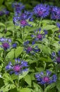 Centaurea montana mountain cornflower blue purple flowers in bloom, knapweed bluet flowering plant