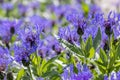 Centaurea montana mountain cornflower blue purple flowers in bloom, knapweed bluet flowering plant