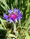 Centaurea montana, mountain cornflower