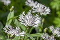 Centaurea montana perennial mountain cornflower in bloom, cultivated snowy white montane knapweed bluet alba flowering plant