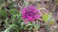 Centaurea polyacantha is a plant species in the family Asteraceae. Royalty Free Stock Photo