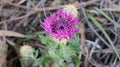Centaurea polyacantha is a plant species in the family Asteraceae. Royalty Free Stock Photo