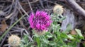 Centaurea polyacantha is a plant species in the family Asteraceae. Royalty Free Stock Photo