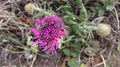 Centaurea polyacantha is a plant species in the family Asteraceae. Royalty Free Stock Photo