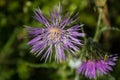 Centaurea pullata, centory or centaury, botanic