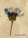 Centaurea pullata in herbarium Royalty Free Stock Photo
