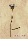 Centaurea pullata in herbarium Royalty Free Stock Photo