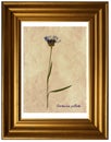Centaurea pullata in herbarium Royalty Free Stock Photo