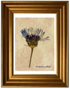 Centaurea pullata in herbarium Royalty Free Stock Photo