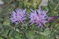 Centaurea raphanina, Crete