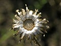 Centaurea scabiosa, Greater knapweed