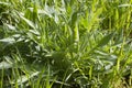 Centaurea Scabiosa or Greater Knapweed herbaceous plant for biodiversity Royalty Free Stock Photo