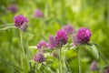 Centaurea scabiosa