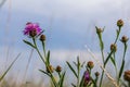 Centaurea scabiosa subsp. apiculata, Centaurea apiculata, Compositae. Wild plant shot in summer