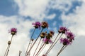 Centaurea scabiosa subsp. apiculata, Centaurea apiculata, Compositae. Wild plant shot in summer