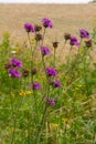 Centaurea scabiosa subsp. apiculata, Centaurea apiculata, Compositae. Wild plant shot in summer